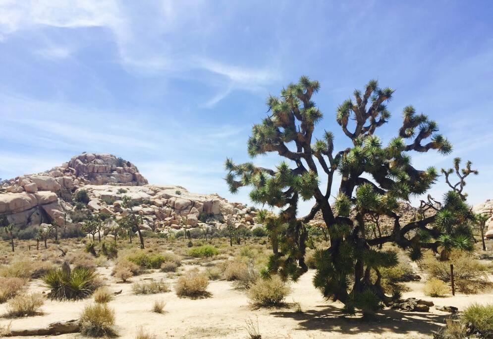 Cozy Stylish Home In The Heart Of Jt Village Joshua Tree Eksteriør billede